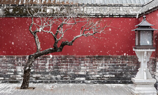 红墙雪景孤树古灯景致