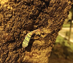 树干上的绿色小虫子