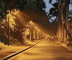 夜幕下的林间静谧小路