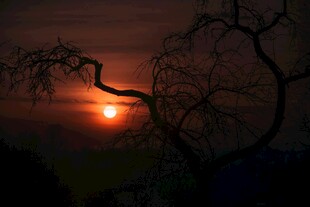 夕阳下的树枝剪影