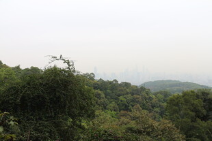 山林景致 绿意盎然