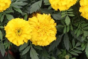 鲜艳黄色万寿菊绽放画面