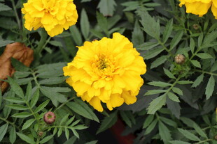 鲜艳黄色万寿菊绽放