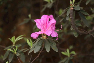 娇艳绽放的粉色杜鹃花