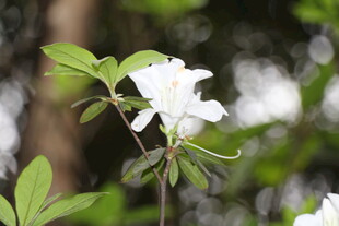 洁白杜鹃绽放绿意间