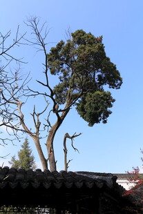 古树枝桠伸向蓝天