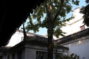 中式建筑旁的葱郁树木