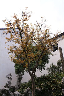 古宅旁的多彩树木