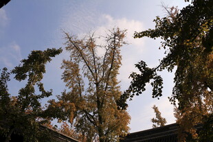 秋日树梢映蓝天