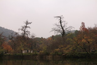 秋日湖畔萧瑟树木景观