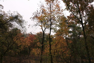 秋日多彩树林风景