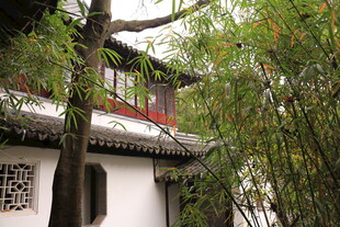 中式庭院中的葱郁绿意