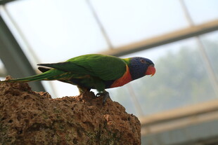 多彩鹦鹉立于树桩