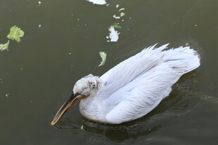 水中白鹈鹕优雅漂浮