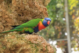 多彩鹦鹉栖息于岩石上