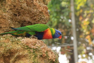 多彩鹦鹉栖息于岩石上