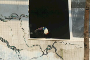 破旧墙面上的破损窗户