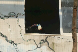 破损窗户上的彩色玻璃碎片