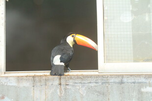 巨嘴鸟立于窗前