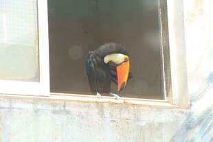 巨嘴鸟立于窗边