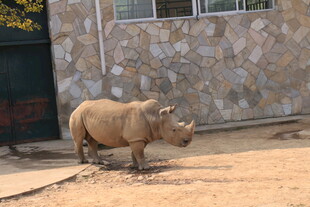站在建筑旁的小犀牛