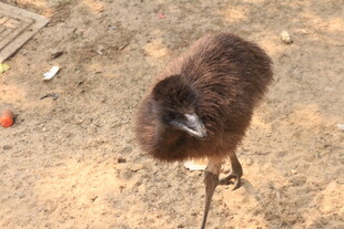 站在地面的棕色小鸟