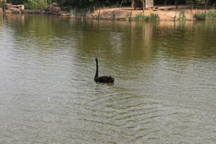 湖面上的黑天鹅