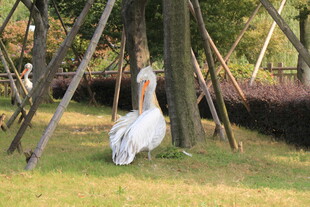 林间优雅白孔雀