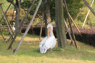 草地上的白鹈鹕