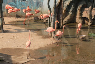 湿地中的火烈鸟群