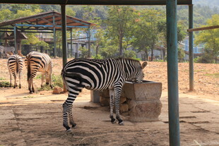 围栏中进食的斑马