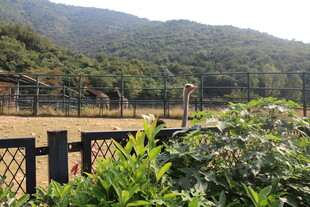 户外围栏旁的山林景观