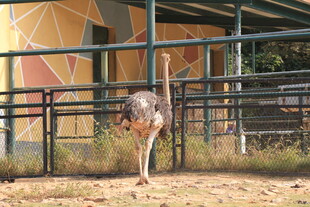 围栏内的单只鸵鸟