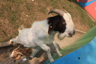 小羊站立在户外场景中