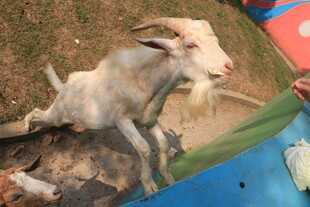 人与山羊互动温馨场景