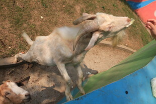 小猪被人用管喂食