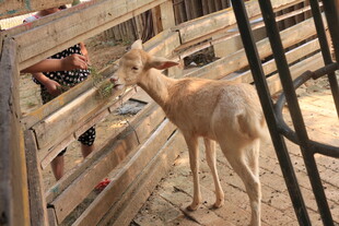 小孩喂羊的温馨场景