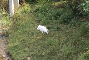 草地上的小白狗