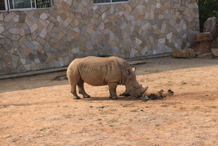 动物园中觅食的犀牛