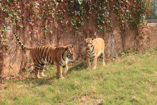 两只老虎漫步于草地墙边