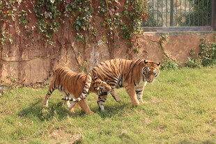 老虎与牛在草地亲密互动