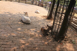 围栏里休息的几只动物