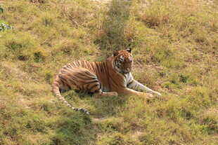 草地上休憩的斑马
