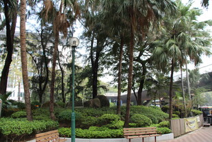 城市中的静谧林荫景观