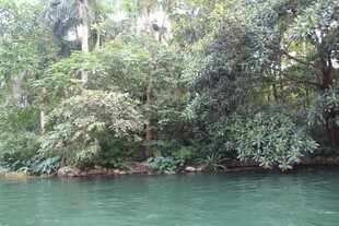 河畔繁茂绿植美景