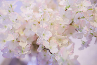 淡雅白色花卉特写