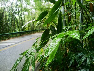 林间绿意盎然的幽静小路