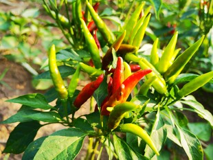 辣椒