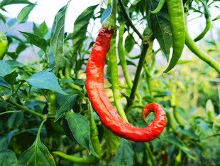 红辣椒