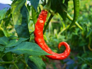 红辣椒
